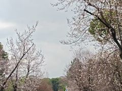 -昆山城市生态森林公园