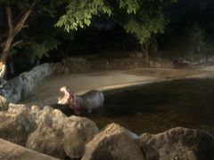 -清迈夜间动物园