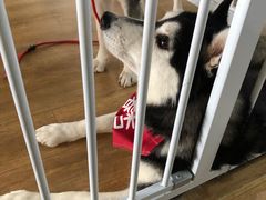 -Husky Go! 哈士奇体验馆·宠物咖啡厅狗咖