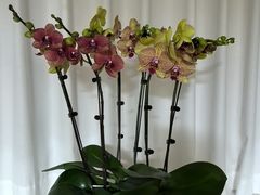 -龙大花卉苗木市场