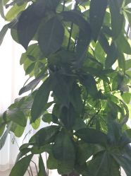 -武汉五洲整形外科医院