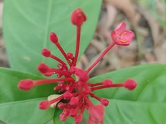 -中国科学院华南植物园
