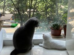 -关爱宠物医院·猫科中心·消化科(滨湖万达分院)