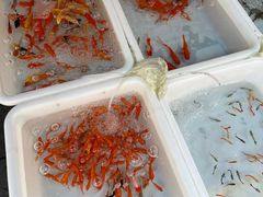 -青石桥花鸟鱼虫市场(叠翠城店)