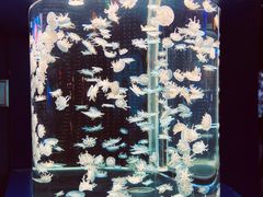 -太平洋海底世界