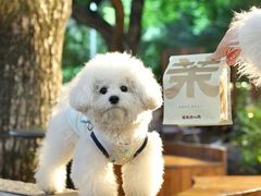 -墨茉点心局(国金街店)