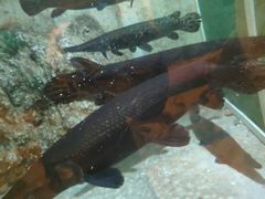 -东方巨龟苑景区