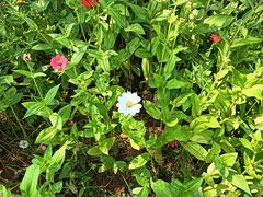 -八大山人梅湖景区