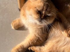-豆逗聊愈猫阁Easy Life