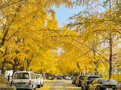 -三里屯东五街银杏大道