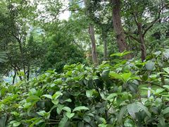 -北极阁公园