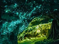 -怀托摩萤火虫洞