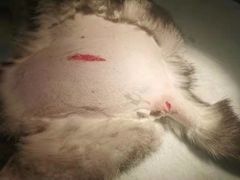 -伟伟宠物医院·CT影像中心·瑞派犬猫综合性门诊(汉口总院)