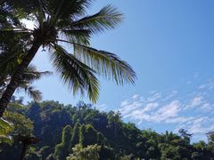 -西双版纳原始森林公园