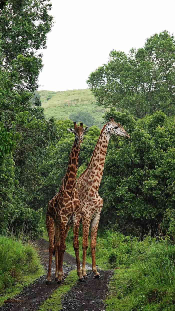 阿鲁沙国家公园-"1. 交通工具我们从欧洲飞了7个小时到.