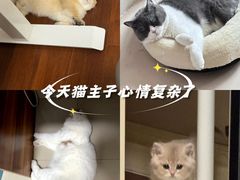 -lincat·猫舍(广州店)