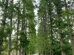 -黄海国家森林公园