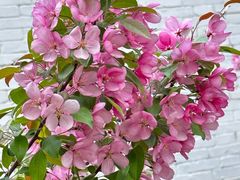 -海棠花溪(元大都城垣遗址公园)