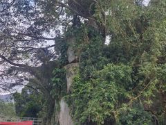 -霸王岭国家森林公园