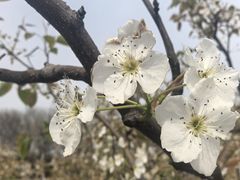 -九里湖国家湿地公园