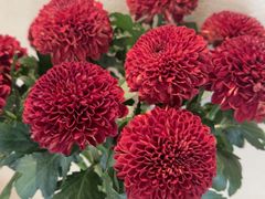 -川匠·睡眠采耳·SPA(九眼桥店)