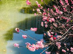 -南汇桃花村