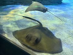 -瑞普利水族馆