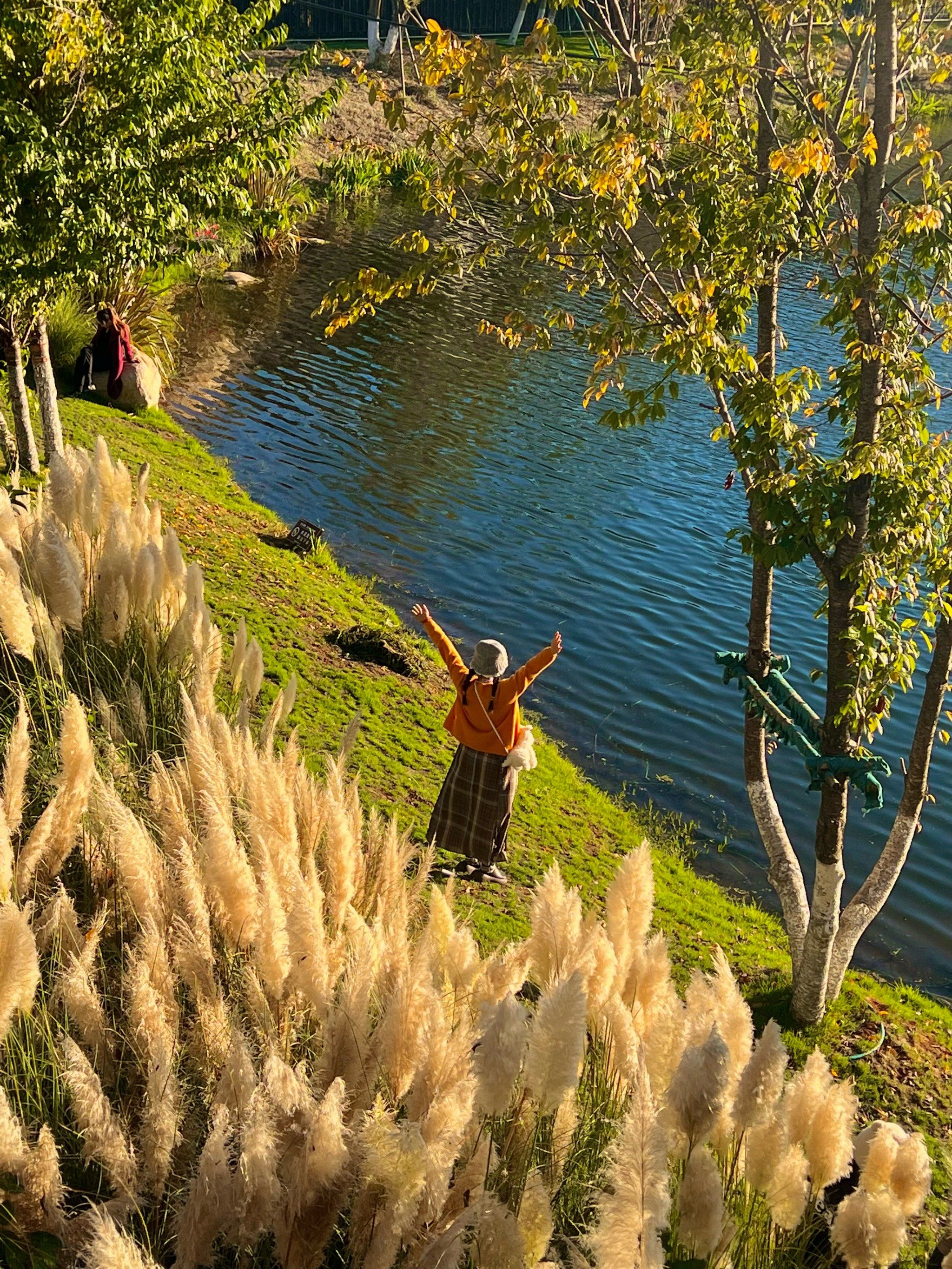 昆明水边芦苇落日🍂小众免费公园🌾live图