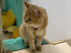 -猫在这儿猫咪咖啡馆·撸猫馆