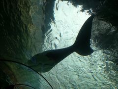 -悉尼海洋生物水族馆