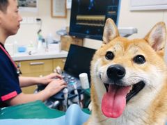 -美联众合爱康动物医院•复杂内科•肿瘤科•牙科•腔镜诊疗中心
