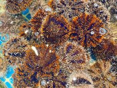 -三亚火车头万人海鲜广场