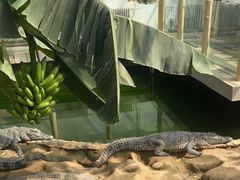 -石家庄市动物园