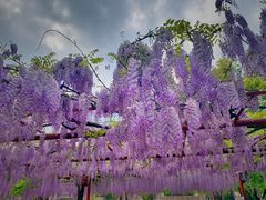 -嘉定紫藤园
