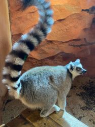 -Zoolung Zoolung动物主题公园(海信广场店)