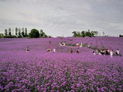 -紫颐香薰山谷景区