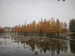 -白鹭湾湿地公园