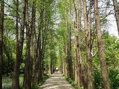 -上海滨江森林公园