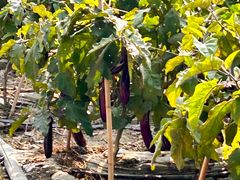 -汉长安城未央宫国家考古遗址公园