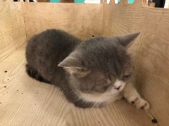 -萌喵咖啡屋(人民东路4号口M16商铺店)