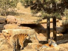 -北京野生动物园