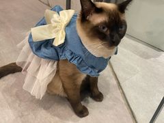 -猫儿山۰猫主题餐厅