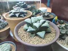 -双季花艺园艺市场(浦东店)