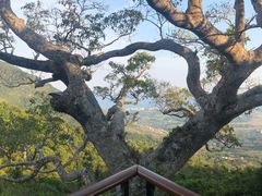 -亚龙湾热带天堂森林公园