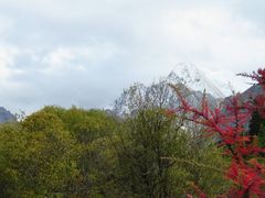 -稻城亚丁景区-冲古草甸