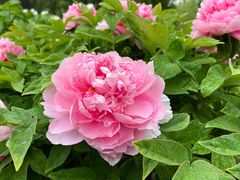 -莲花池公园
