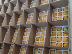 -南汇水蜜桃采摘(大团店)