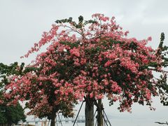 -深圳湾公园(南山区)