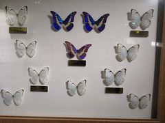 -上海昆虫博物馆