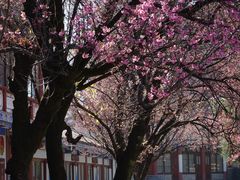 -崇圣寺三塔文化旅游区